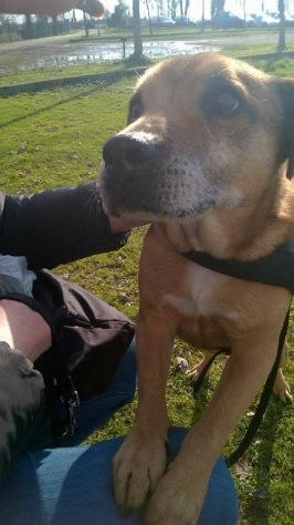 AMBROGINO, adorabile cagnolino - Foto 7