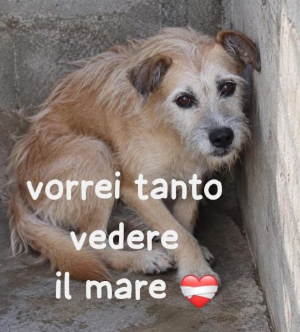 POLDO SIMIL SPINONE 9/10 taglia media