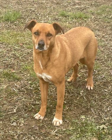 MELODY: SPLENDIDA CAGNOLINA DA ADOTTARE !!!