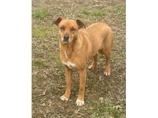 MELODY: SPLENDIDA CAGNOLINA DA ADOTTARE !!!