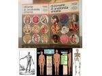 atlante e dizionario di  ANATOMIA UMANA, ISTITUTO GEOGRAFICO DE AGOSTINI NOVARA