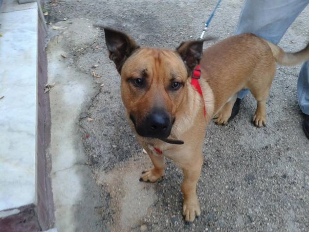 CHARLY, dolcissimo cane in cerca d'amore URGENTE - Foto 2