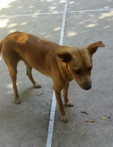 MINO, cucciolo minacciato - Foto 7