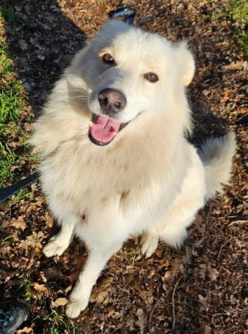 Bubu batuffolone 5anni dalla catena al canile.NOVARA