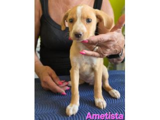 AMETISTA,cucciola mix volpino breton