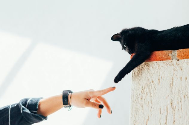 Dog / cat sitter per cani gatti animali VARESE al vostro domicilio