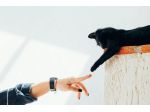 Dog / cat sitter per cani gatti animali VARESE al vostro domicilio