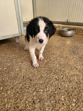 Rino: 2 mesi taglia contenuta - Foto 9