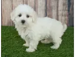 maltese cuccioli toy