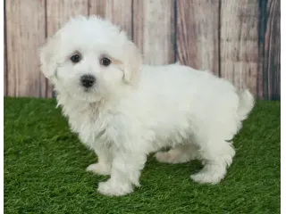 maltese cuccioli toy