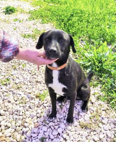 FINN cagnolino in adozione tg. medio piccola cerca una famiglia apri il suo box - Foto 6