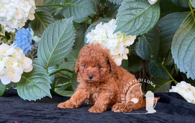 Barboncino Toy – Cuccioli Selezionati