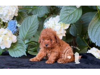 Barboncino Toy – Cuccioli Selezionati