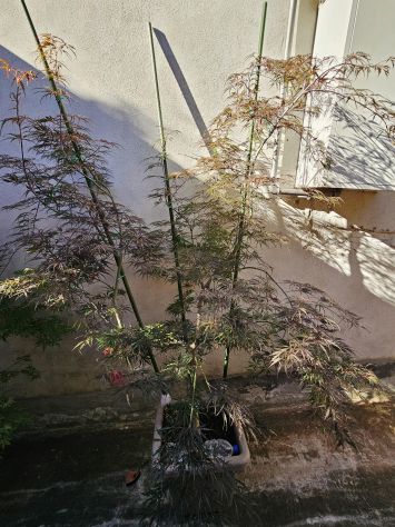 Acer Palmatum dissectum Garnet rosso Anguillara Sabazia - Foto 4
