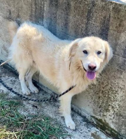 TERENCE UN GRANDE COCCOLONE CANE IN ADOZIONE - Foto 5