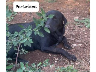Persefone simil labrador