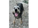Porthos 5 anni taglia media