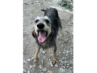 Porthos 5 anni taglia media
