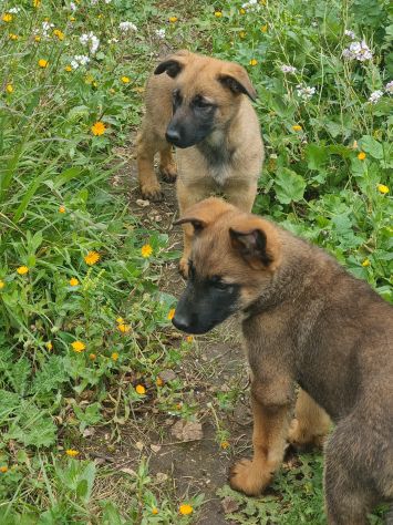 Cuccioli Pastore Belga Malinois Taranto e province Bari Lecce Brindisi Foggia