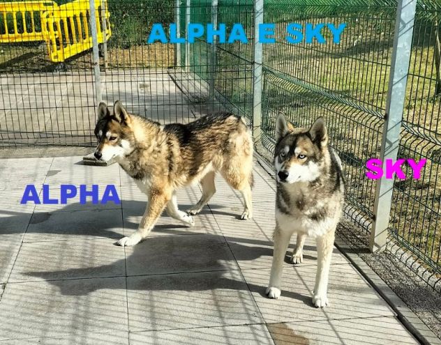 SKY e ALPHA meravigliosi husky