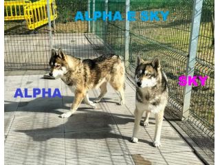 SKY e ALPHA meravigliosi husky