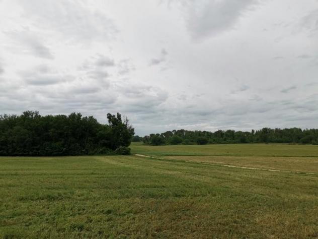 Terreno agricolo in vendita a Poggibonsi 3500 mq Rif: 1290553 - Foto 5