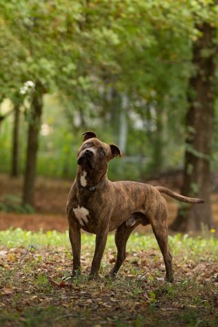 Pitbull adulto tigrato dalla cantina al canile..soffre la solitudine PARMA - Foto 2