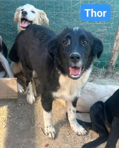 CUCCIOLI IN ADOZIONE - Foto 5