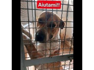 CASPER MERAVIGLIOSO CARATTERE: CANE IN ADOZIONE