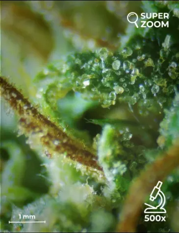 White CBG - Foto 4