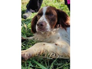Hippy springer spaniel