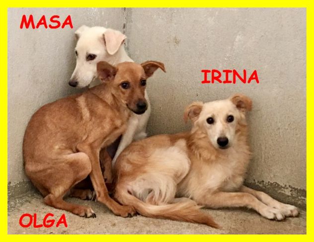 SPLENDIDE CAGNOLINE SPAVETATE SOLE IN CANILE CERCANO CASA - Foto 5