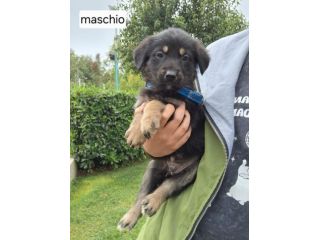 CUCCIOLI 2 MESI taglia media IN CANILE