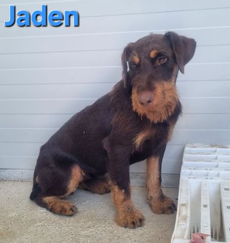 JADEN,Jagd terrier - Foto 4