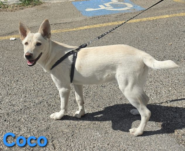 COCO - Foto 9