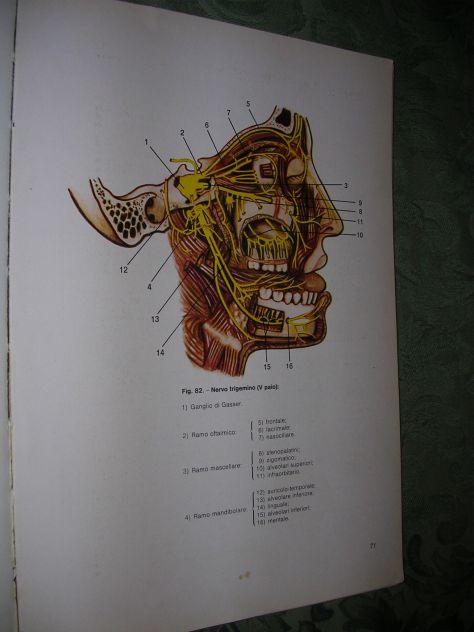 DISEGNO E ANATOMIA PER ODONTOTECNICI - Foto 7