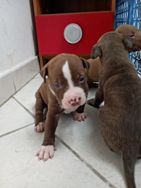 Cuccioli di Pitbull - Foto 4