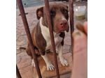 SASHA CUCCIOLA AMSTAFF 10 MESI CESSIONE DI PROPRIETA’