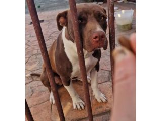 SASHA CUCCIOLA AMSTAFF 10 MESI CESSIONE DI PROPRIETA’
