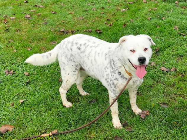 CANE IN ADOZIONE: AMELIE, una vita di briciole. - Foto 5