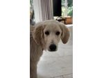 Paula: 1 anno, taglia grande, socievole