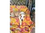 Cane in adozione