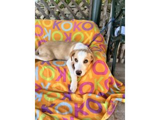 Cane in adozione