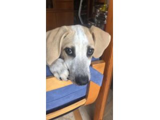 MAYA, affettuosa cucciola