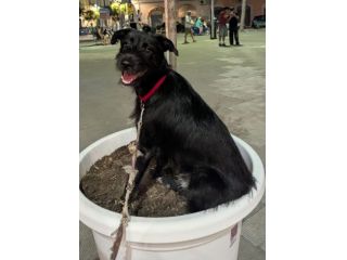 Regalo cucciolo simil schnauzer