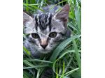 Lince gattino