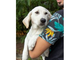 INA, NINE E GUNN, 4 MESI ABBANDONATI IN STRADA, CERCANO CASA!
