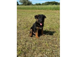Cuccioli di pastore tedesco