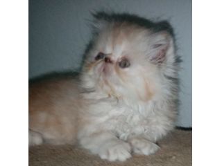 Cuccioli gatto Persiano pura razza
