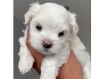 maltese cuccioli